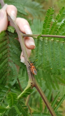 Gminatus