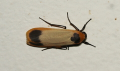 Brunia dorsalis
