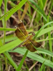 Neurothemis stigmatizans