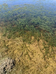 Lagarosiphon major