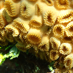 Palythoa tuberculosa
