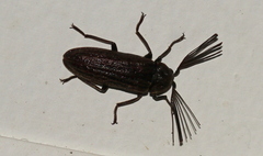 Callirhipidae