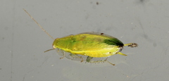 Mediastinia