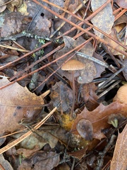 Mycetinis copelandii