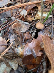 Mycetinis copelandii