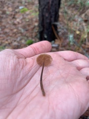 Mycetinis copelandii