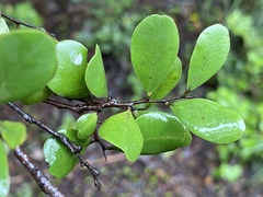 Diospyros humilis