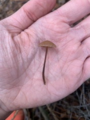 Mycetinis copelandii