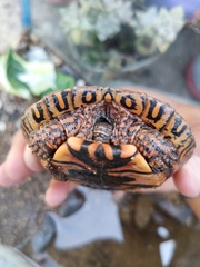 Rhinoclemmys pulcherrima pulcherrima