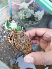 Rhinoclemmys pulcherrima pulcherrima