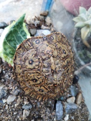 Rhinoclemmys pulcherrima pulcherrima