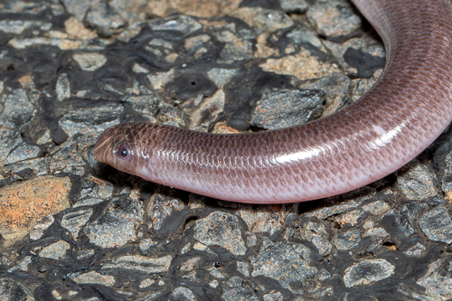 Dark-spined Blind Snake, Anilios bicolor