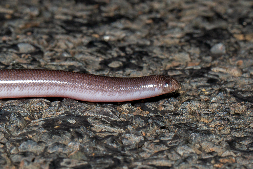 Dark-spined Blind Snake