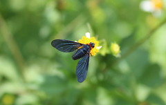 Cyananthrax cyanopterus