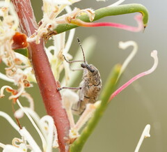 Pachyura australis