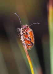 Metriolagria affinis