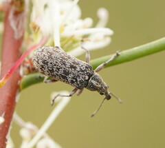 Pachyura australis