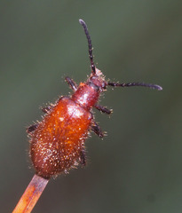 Metriolagria affinis