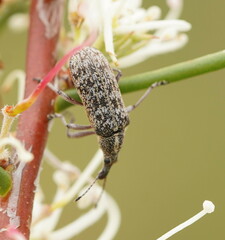 Pachyura australis