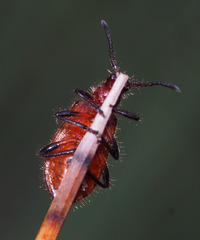 Metriolagria affinis