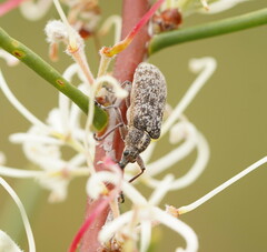 Pachyura australis