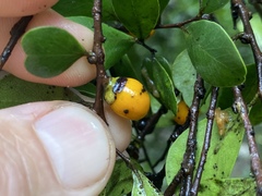 Diospyros humilis