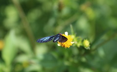 Cyananthrax cyanopterus