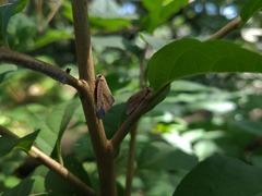 Ricania sublimata