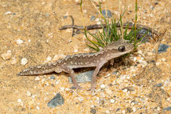 Diplodactylus vittatus