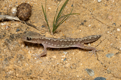 Diplodactylus vittatus