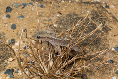 Diplodactylus vittatus