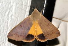 Ophiusa disjungens