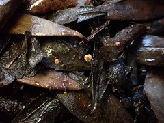 Cryptomarasmius corbariensis