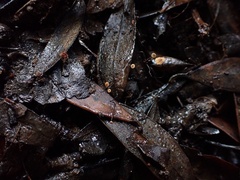 Cryptomarasmius corbariensis