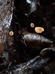 Cryptomarasmius corbariensis