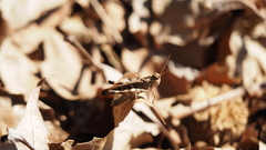 Oedaleus infernalis