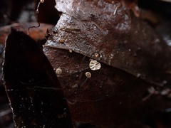 Cryptomarasmius corbariensis