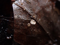 Cryptomarasmius corbariensis