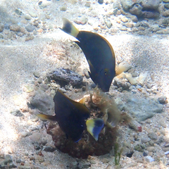 Acanthurus dussumieri