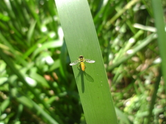 Sphaerophoria macrogaster