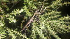 Coenomantis kraussiana