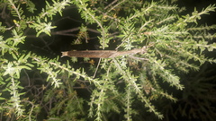 Coenomantis kraussiana