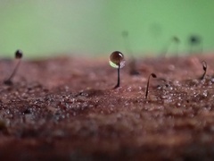 Cribraria cancellata