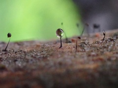 Cribraria cancellata
