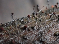 Cribraria cancellata