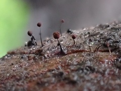 Cribraria cancellata
