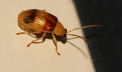 Monolepta