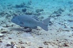 Plectropomus leopardus