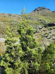 Widdringtonia nodiflora