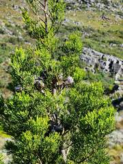 Widdringtonia nodiflora